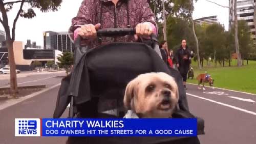 PetWell-Walk-for-PetWellness-Channel9